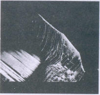 Fig 338 Fracture showing characteristic step, like surface (30x) 